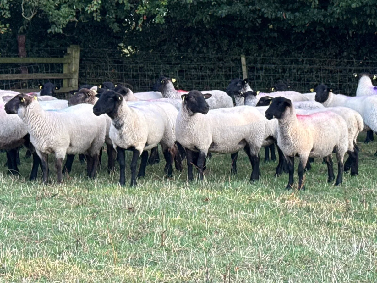 33 Suffolk Hoggets - Image 2