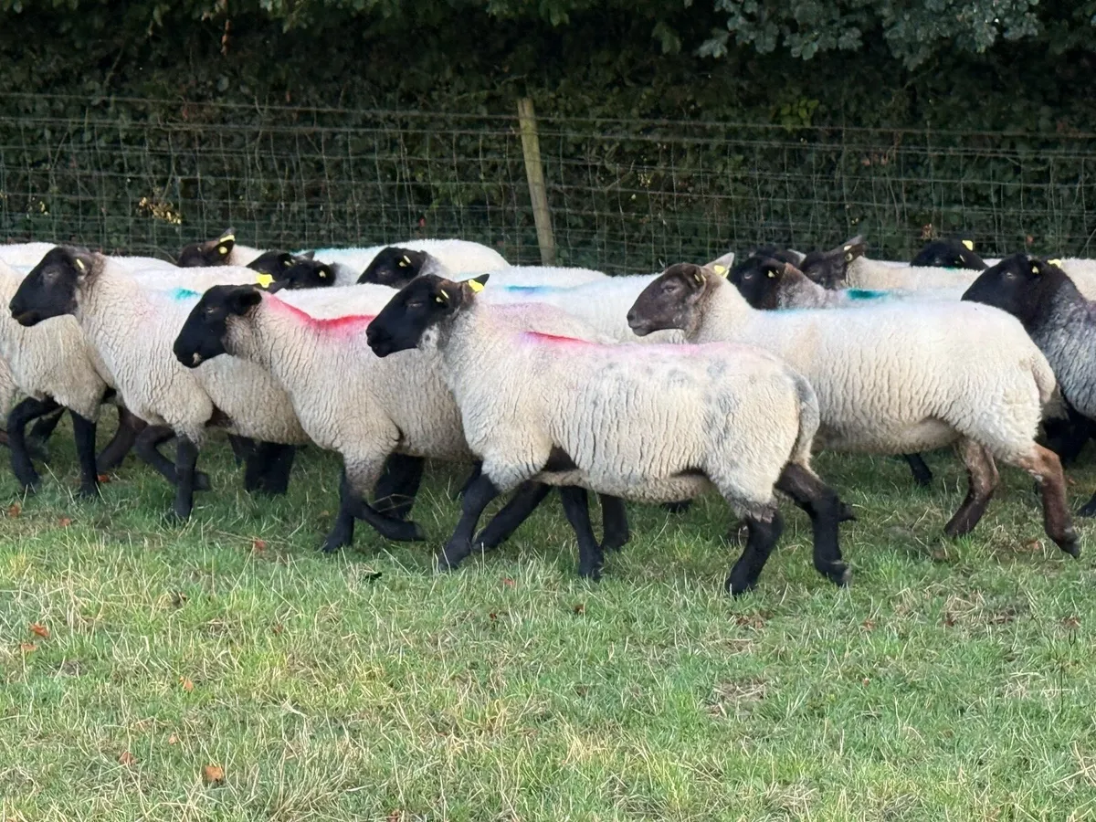 33 Suffolk Hoggets - Image 3
