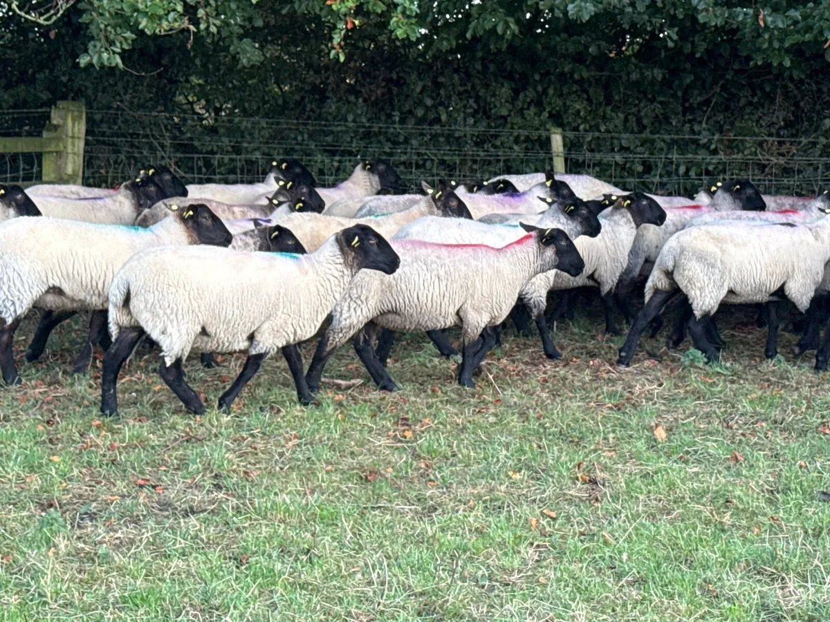 33 Suffolk Hoggets - Image 4