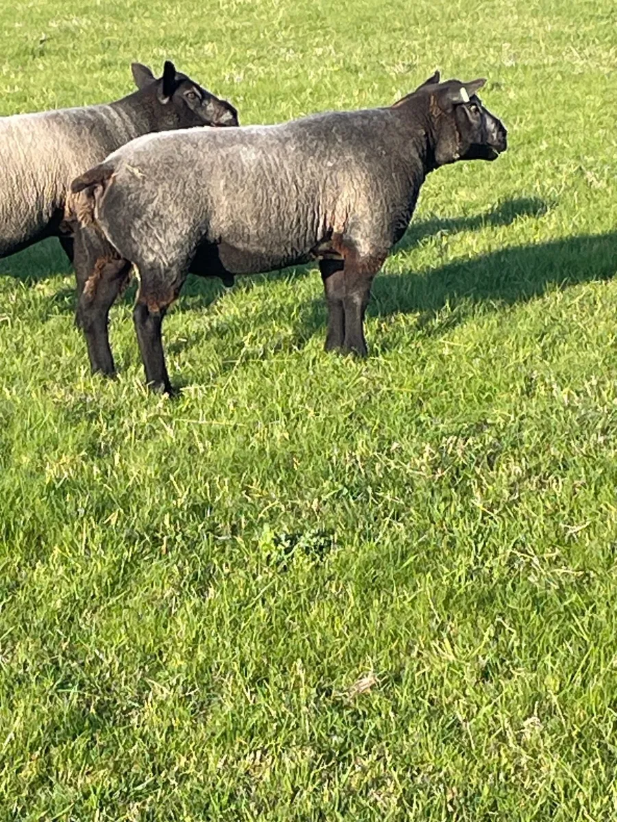 Sheep - Image 1