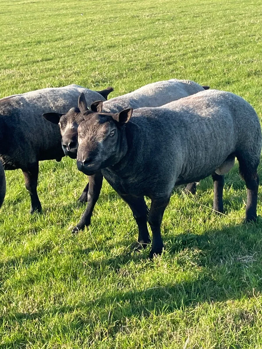 Sheep - Image 2