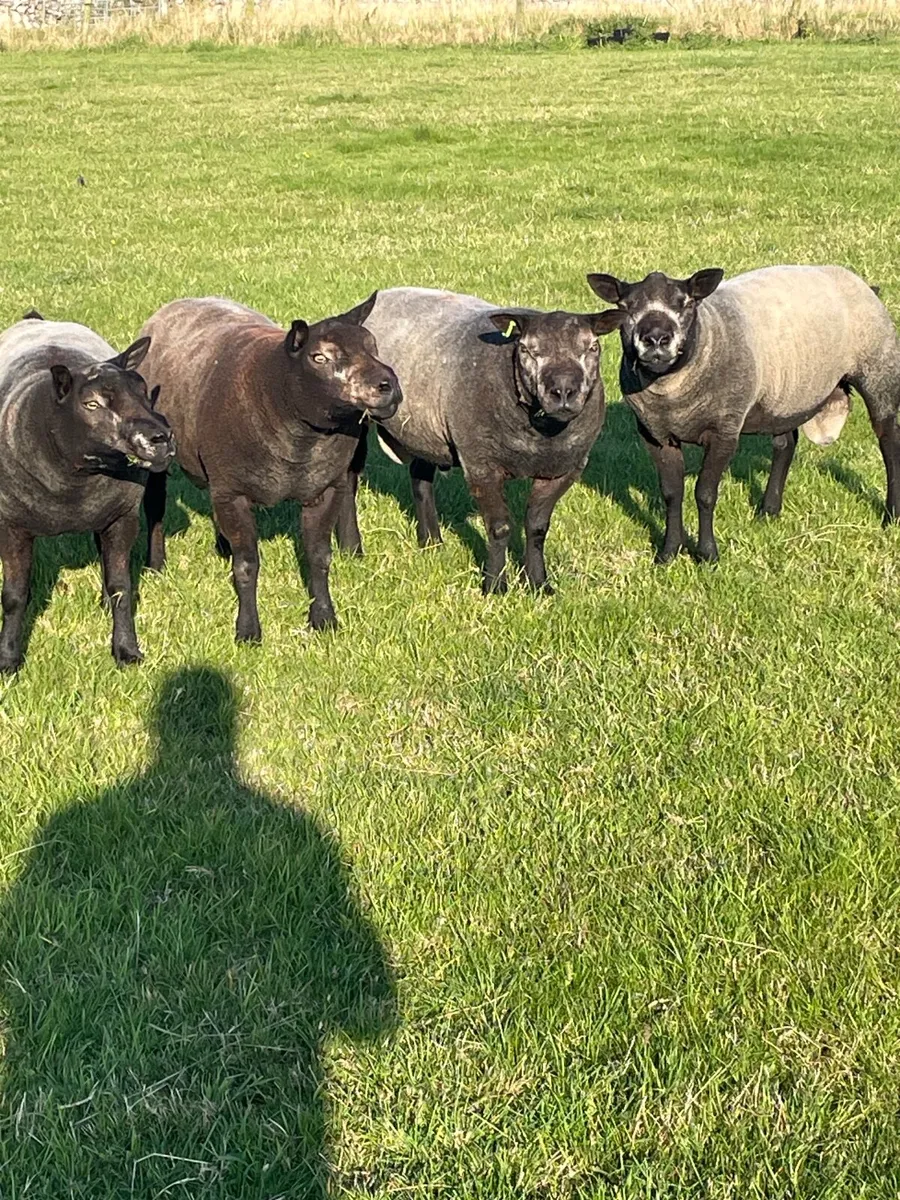 Sheep - Image 3