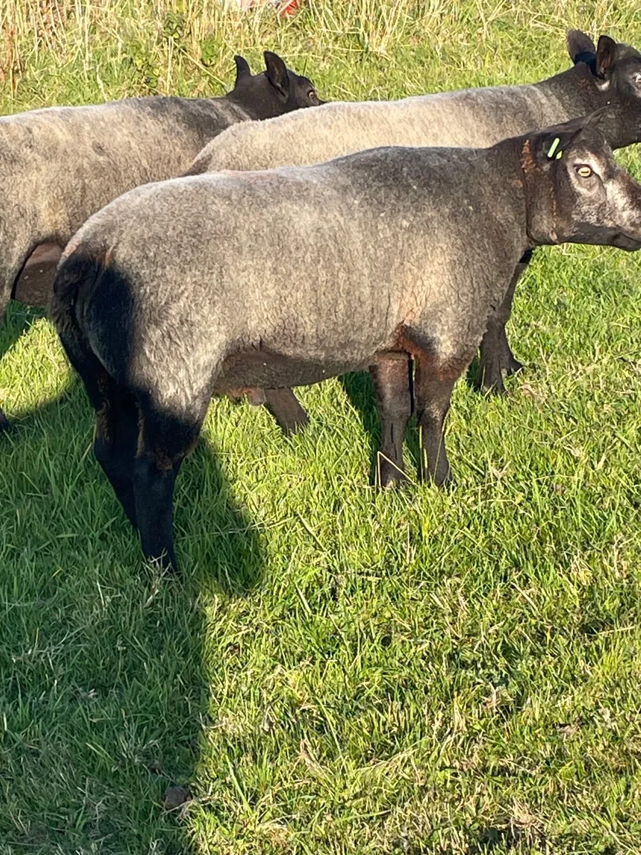 Sheep - Image 4