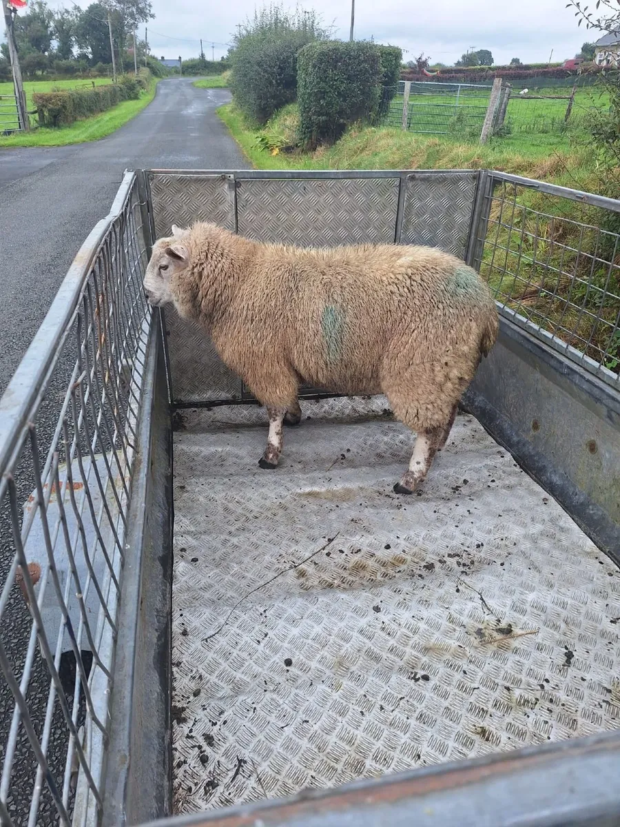 Ram Lamb - Image 2