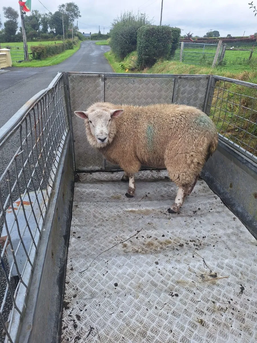Ram Lamb - Image 1