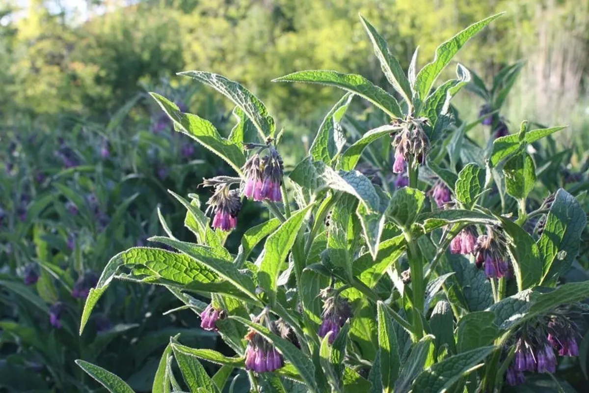 Comfrey Roots, Crowns & Plants - Watch Video - Image 1