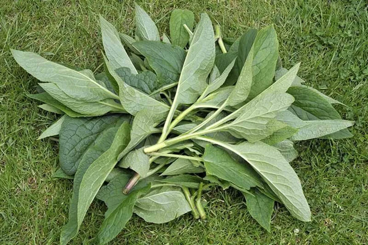 Comfrey Roots, Crowns & Plants - Watch Video - Image 3