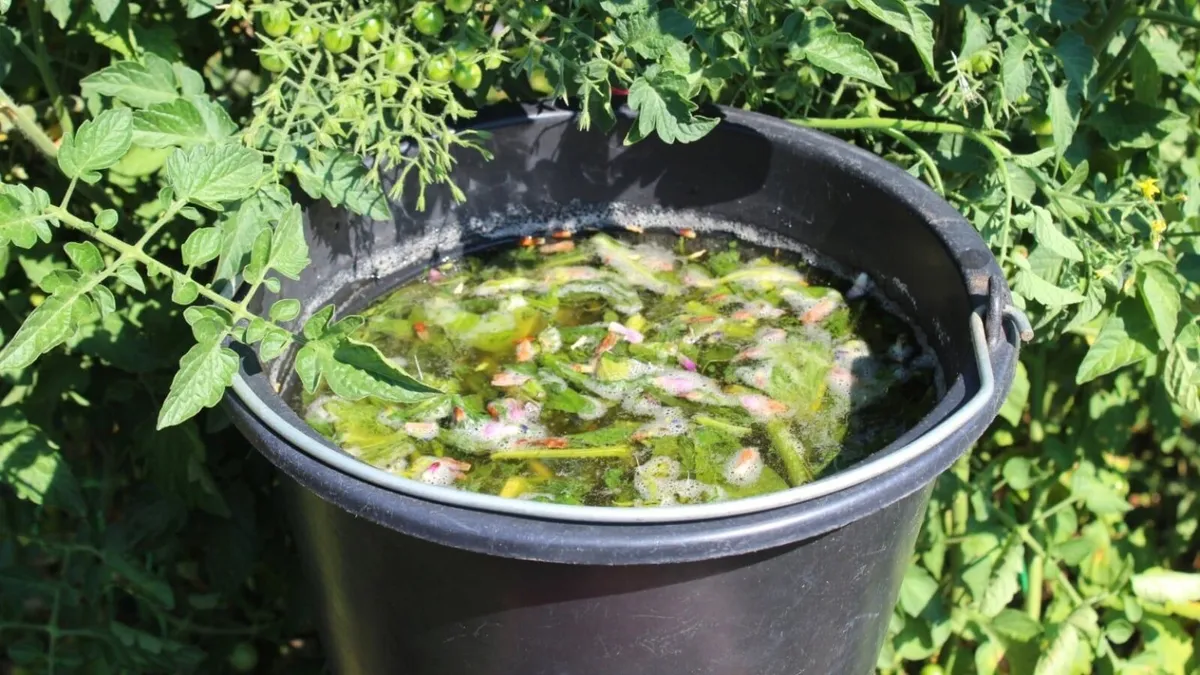 Comfrey Roots, Crowns & Plants - Watch Video - Image 4