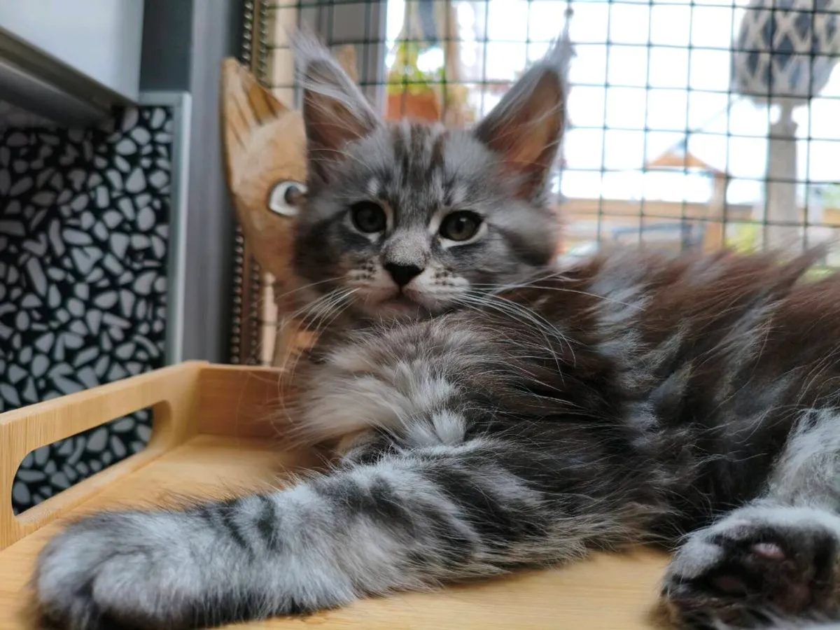 TICA registered Maine coon kittens - Image 2