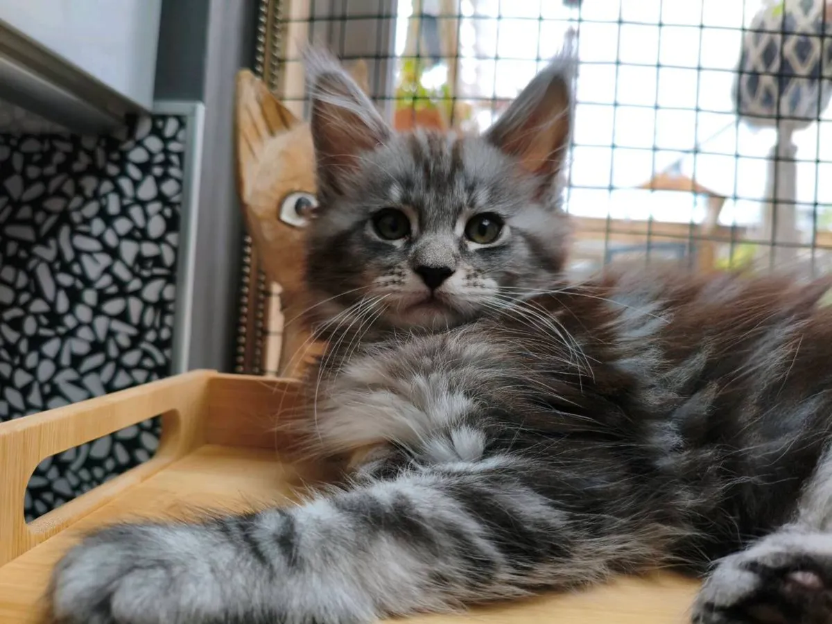 TICA registered Maine coon kittens - Image 3