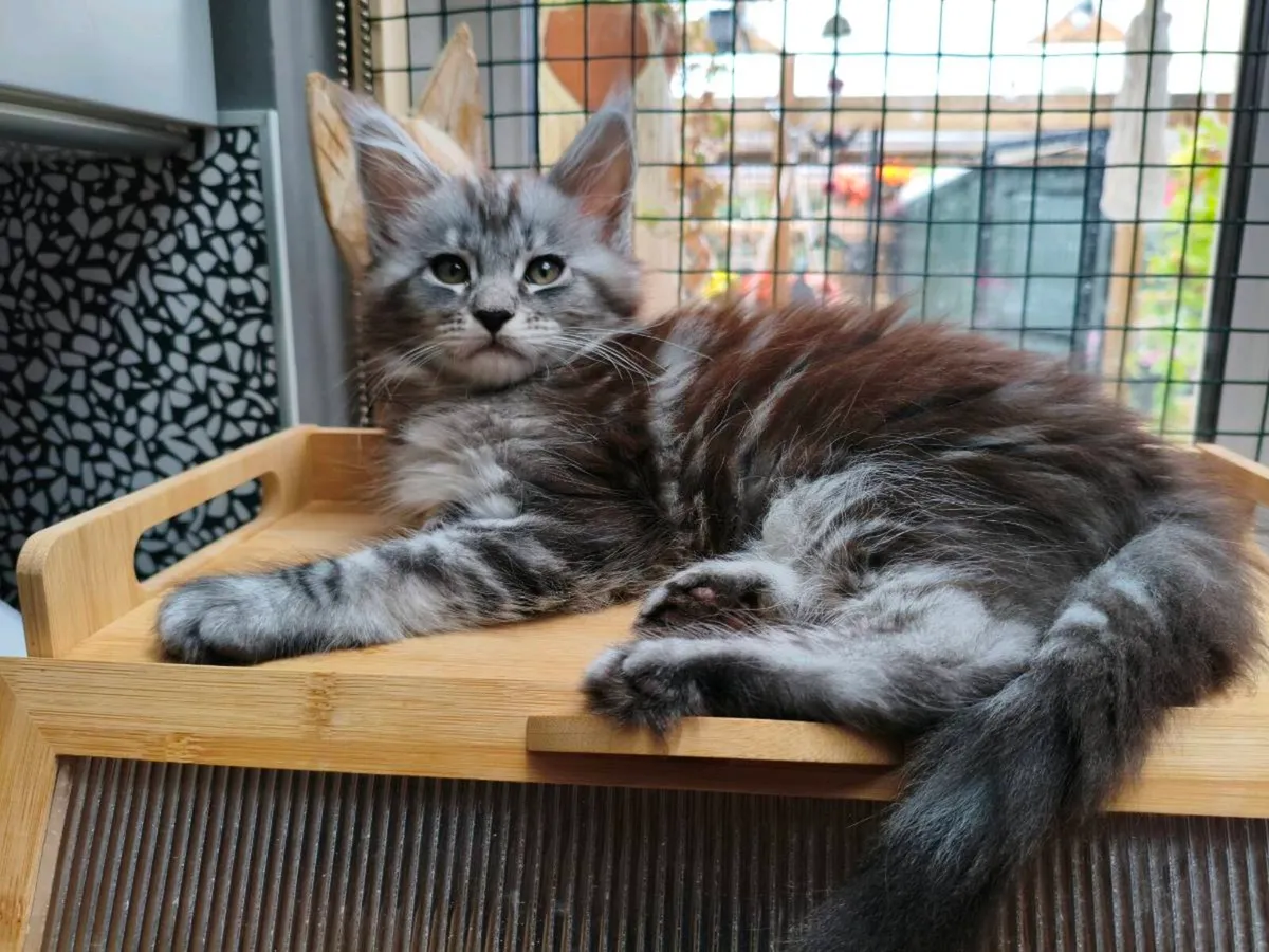 TICA registered Maine coon kittens - Image 4