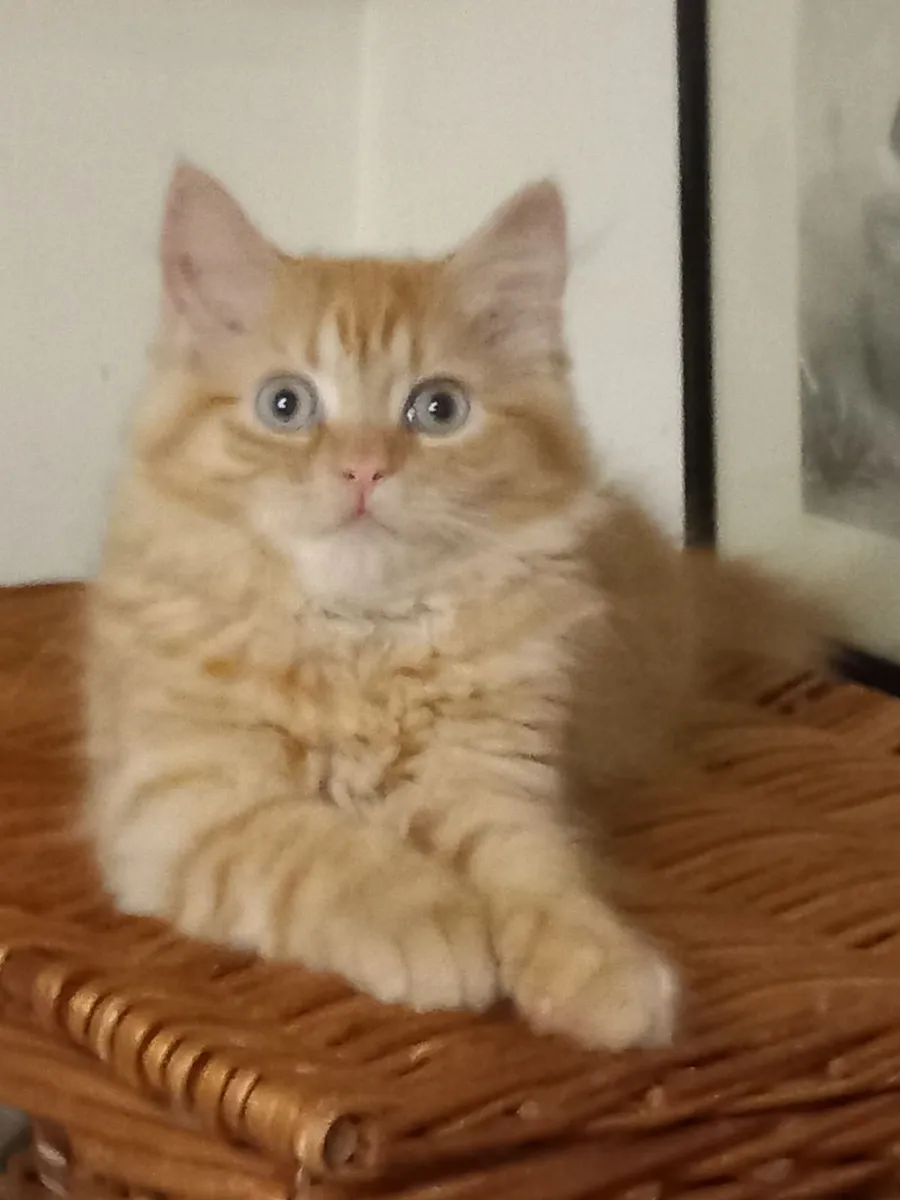 Beautiful Persian x MALE - Image 1