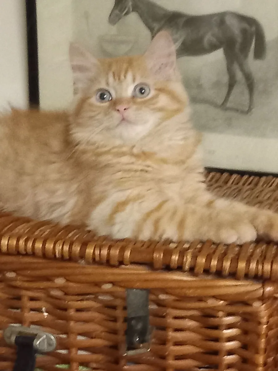 Beautiful Persian x - Image 1