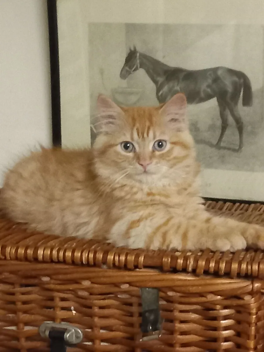 Beautiful Persian x - Image 4