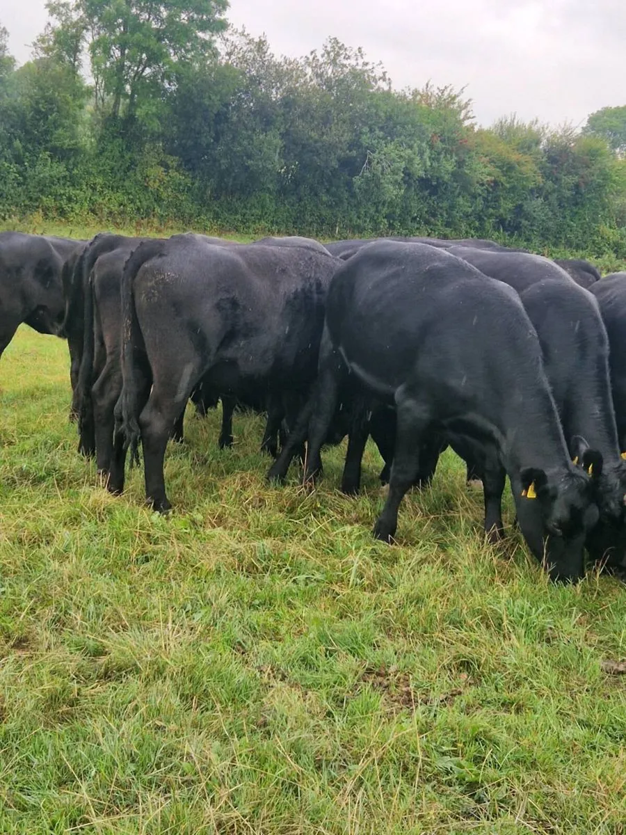 Angus heifers - Image 1