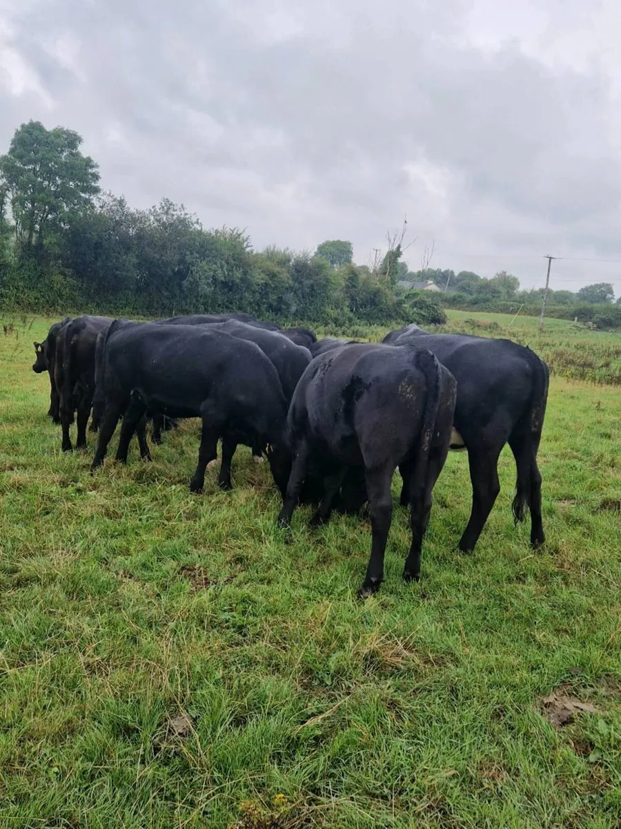 Angus heifers - Image 2
