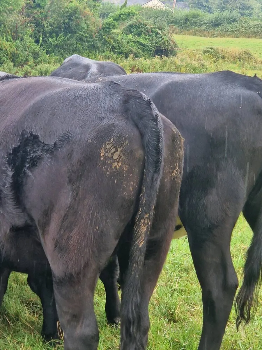 Angus heifers - Image 3