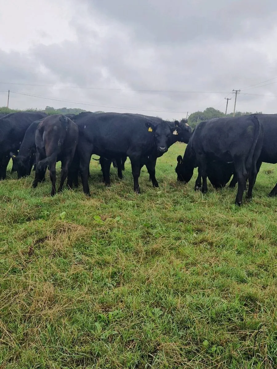Angus heifers - Image 4