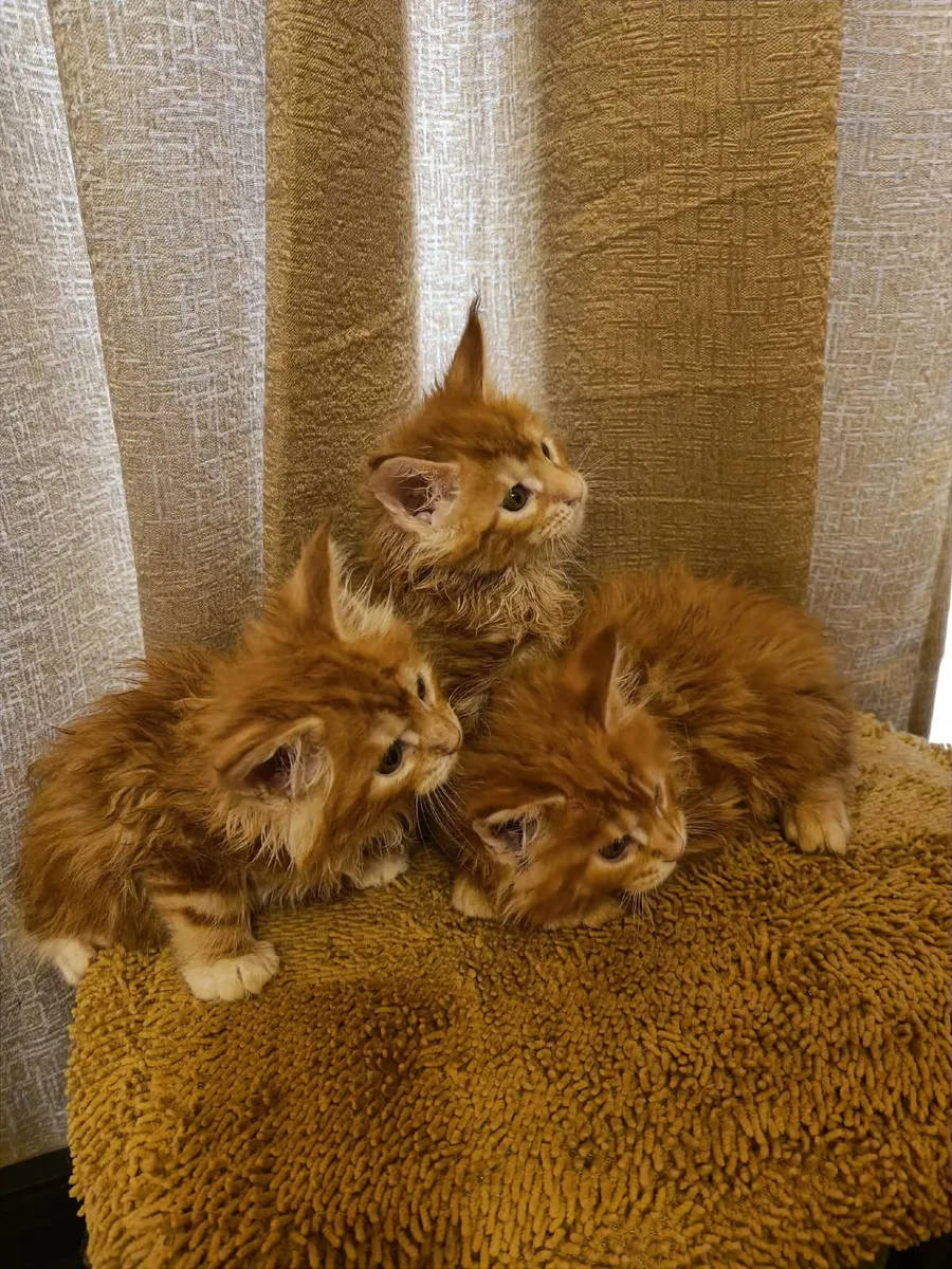 Maine Coon kittens WCF registered is for sale - Image 1