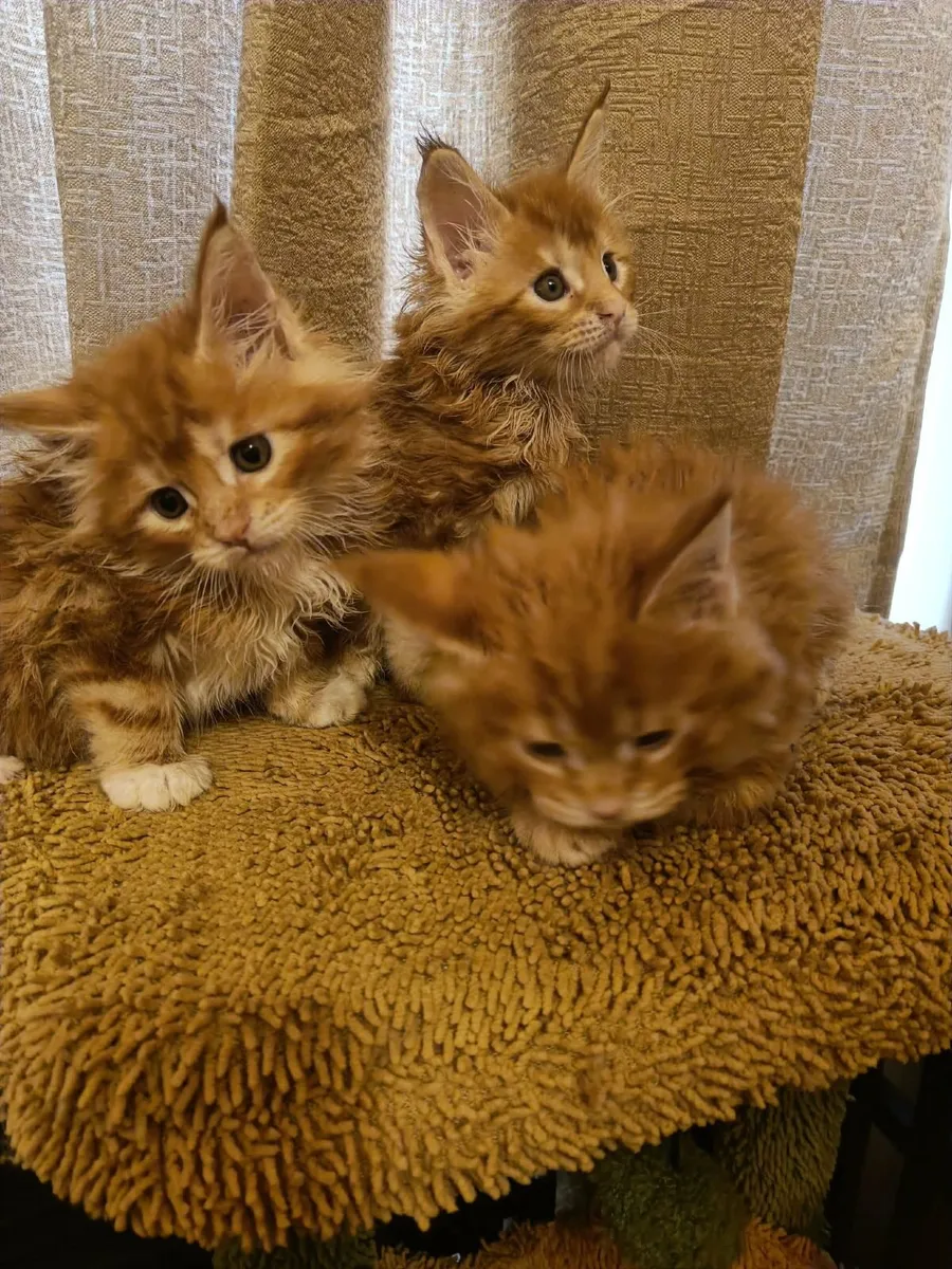 Maine Coon kittens WCF registered is for sale - Image 4