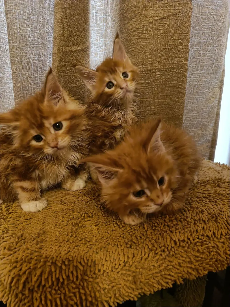 Maine Coon kittens WCF registered is for sale - Image 2