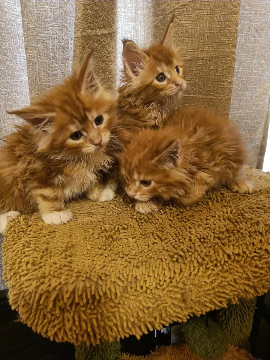 Maine Coon kittens WCF registered is for sale - Image 3