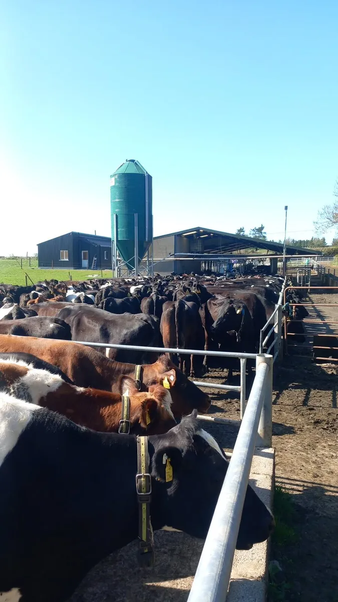 Empty Dairy Cows BJD Mart - Image 3