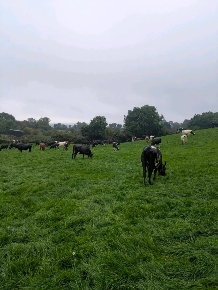 Empty Dairy Cows BJD Mart - Image 2