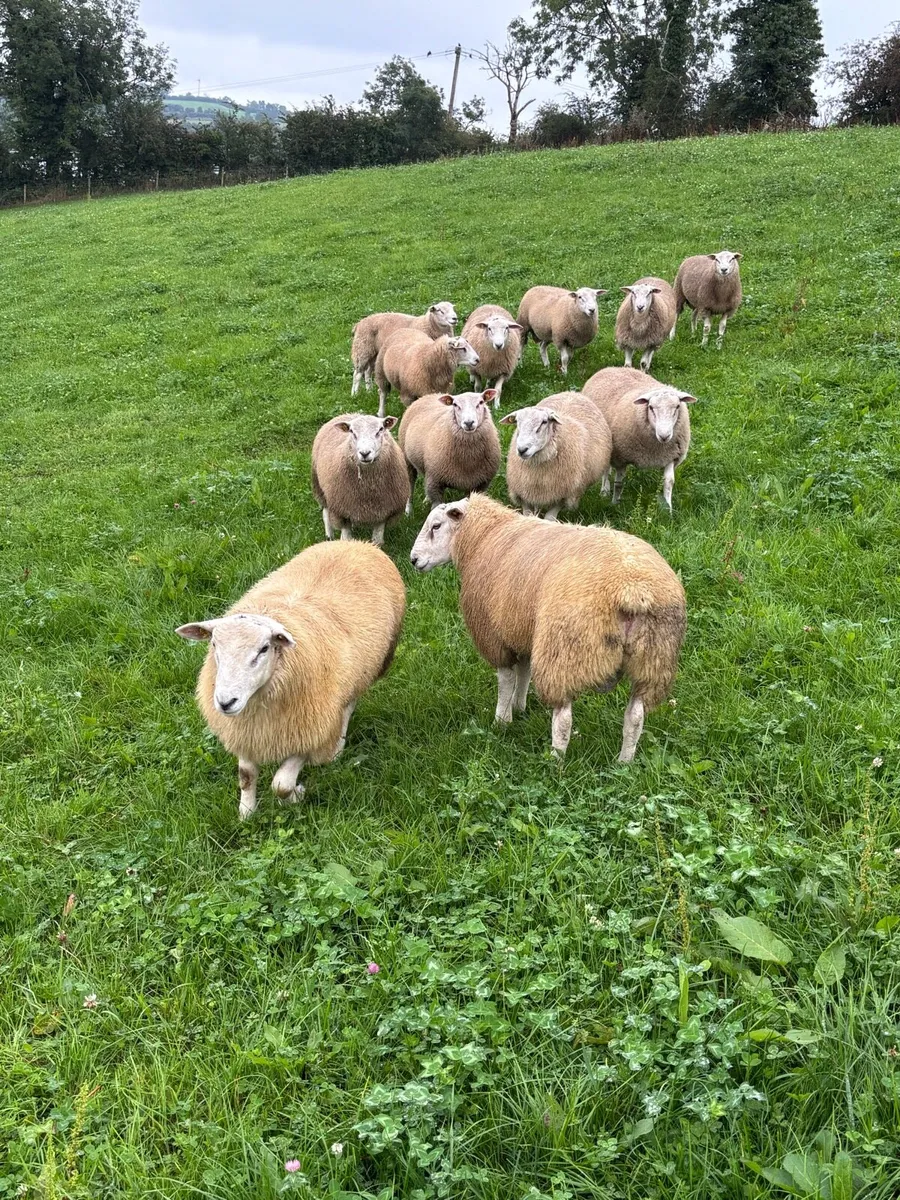 Pedigree Belclare Ram Lambs - Image 2