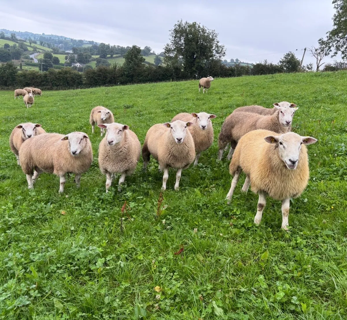 Pedigree Belclare Ram Lambs - Image 3