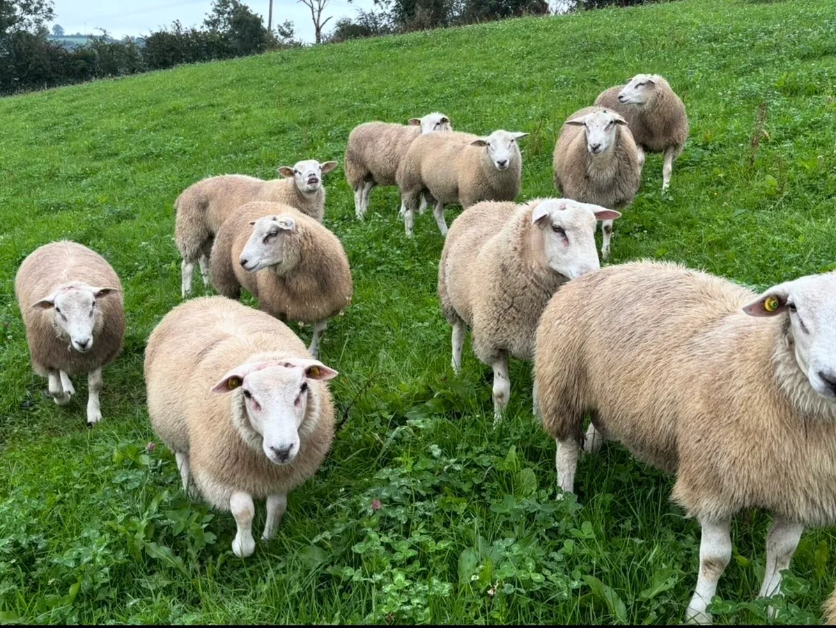 Pedigree Belclare Ram Lambs - Image 4