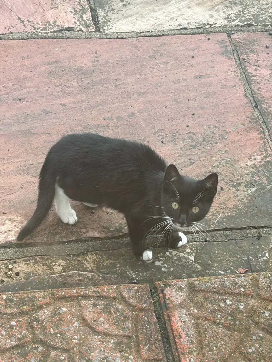 Kittens - Image 1