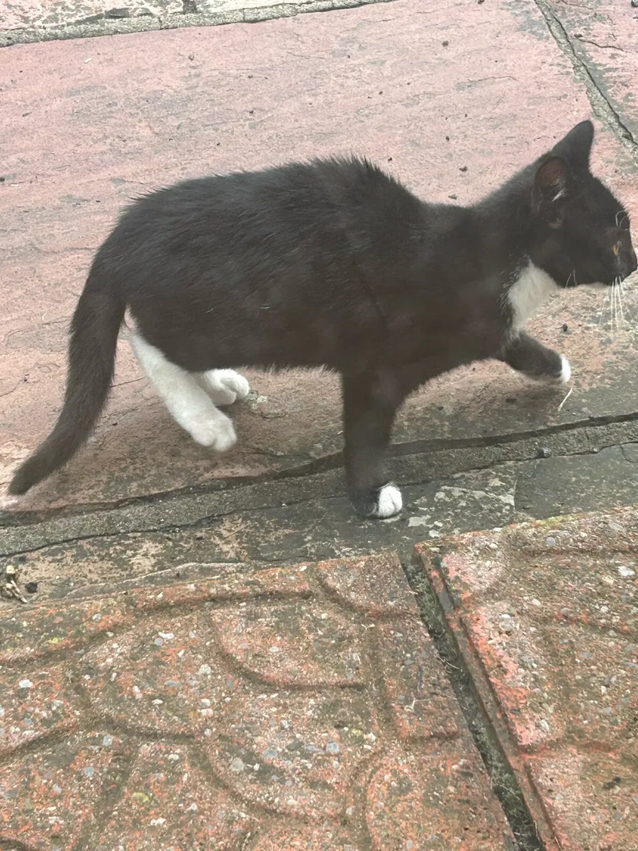 Kittens - Image 2