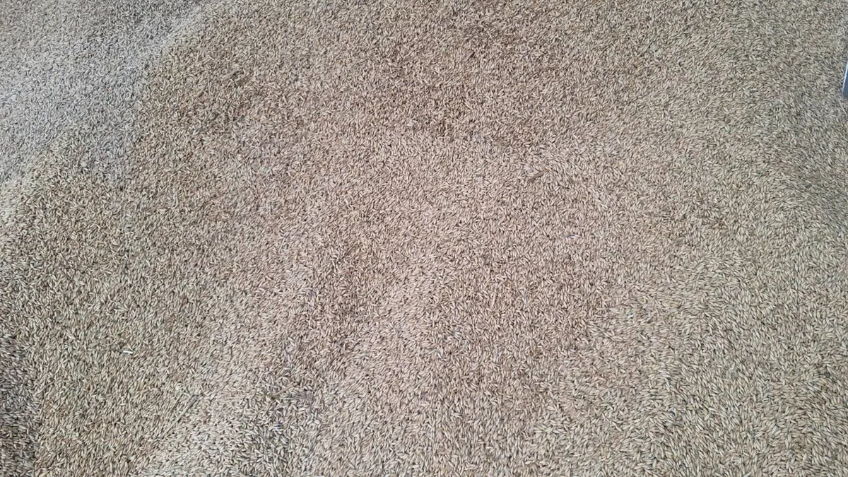 Organic Oats - Image 2