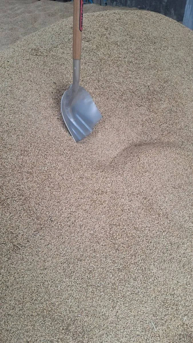 Organic Oats - Image 1