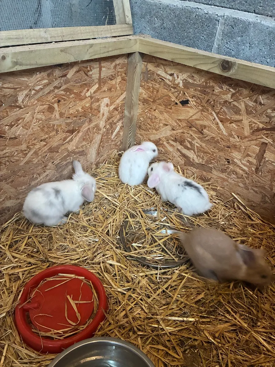 Rabbits - Image 1