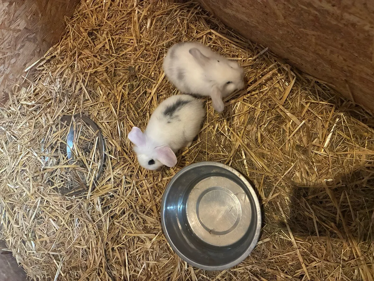 Rabbits - Image 2