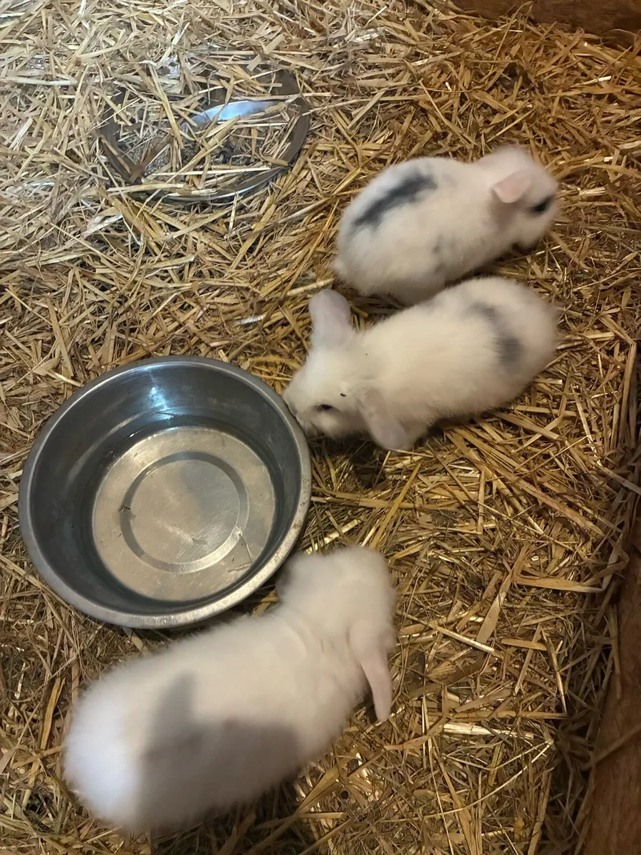 Rabbits - Image 3