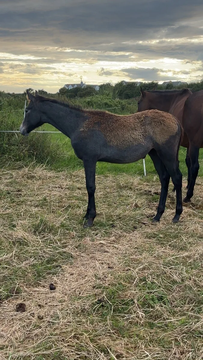 Broodmare with filly - Image 3