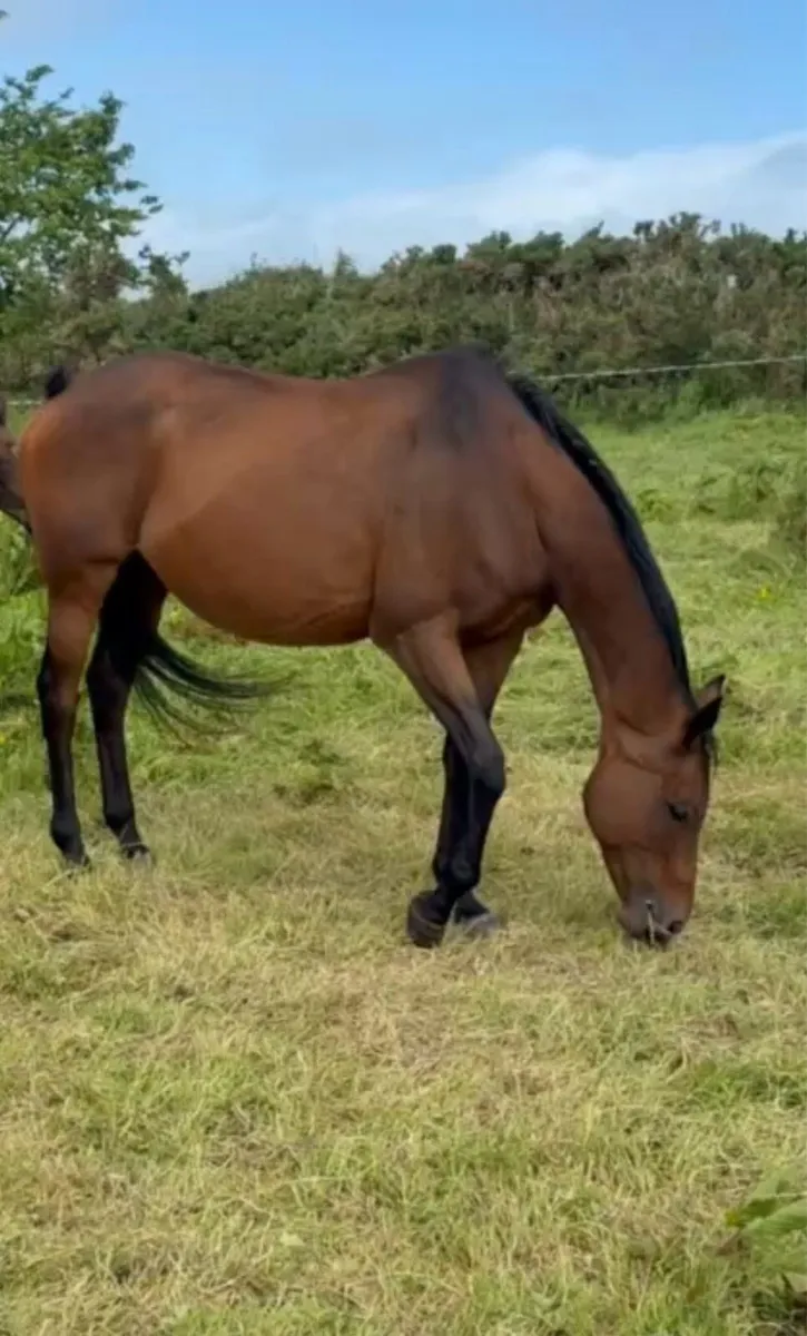 Broodmare with filly - Image 1