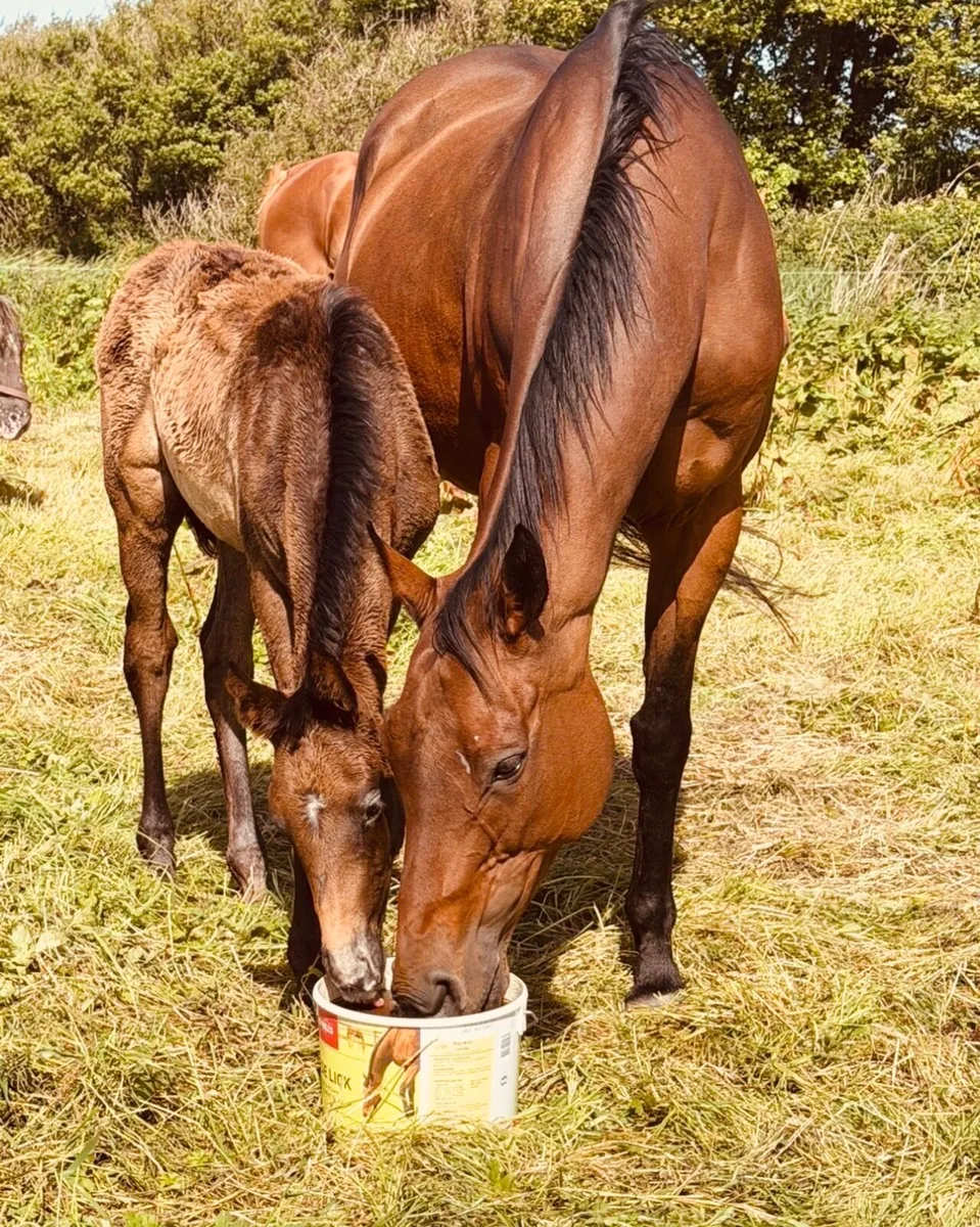Broodmare with filly - Image 2