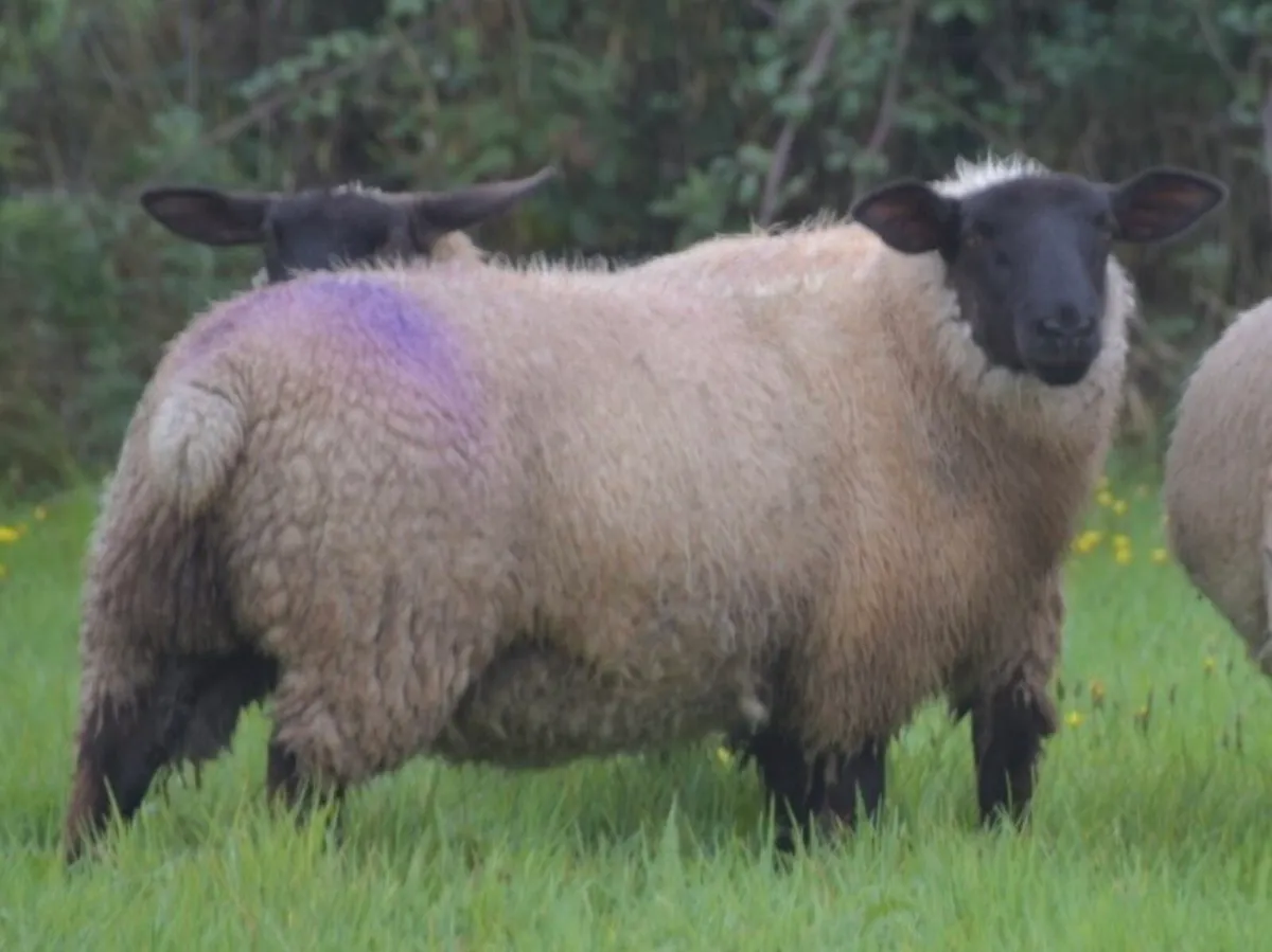 Suffolk Ewe Lambs - Image 4