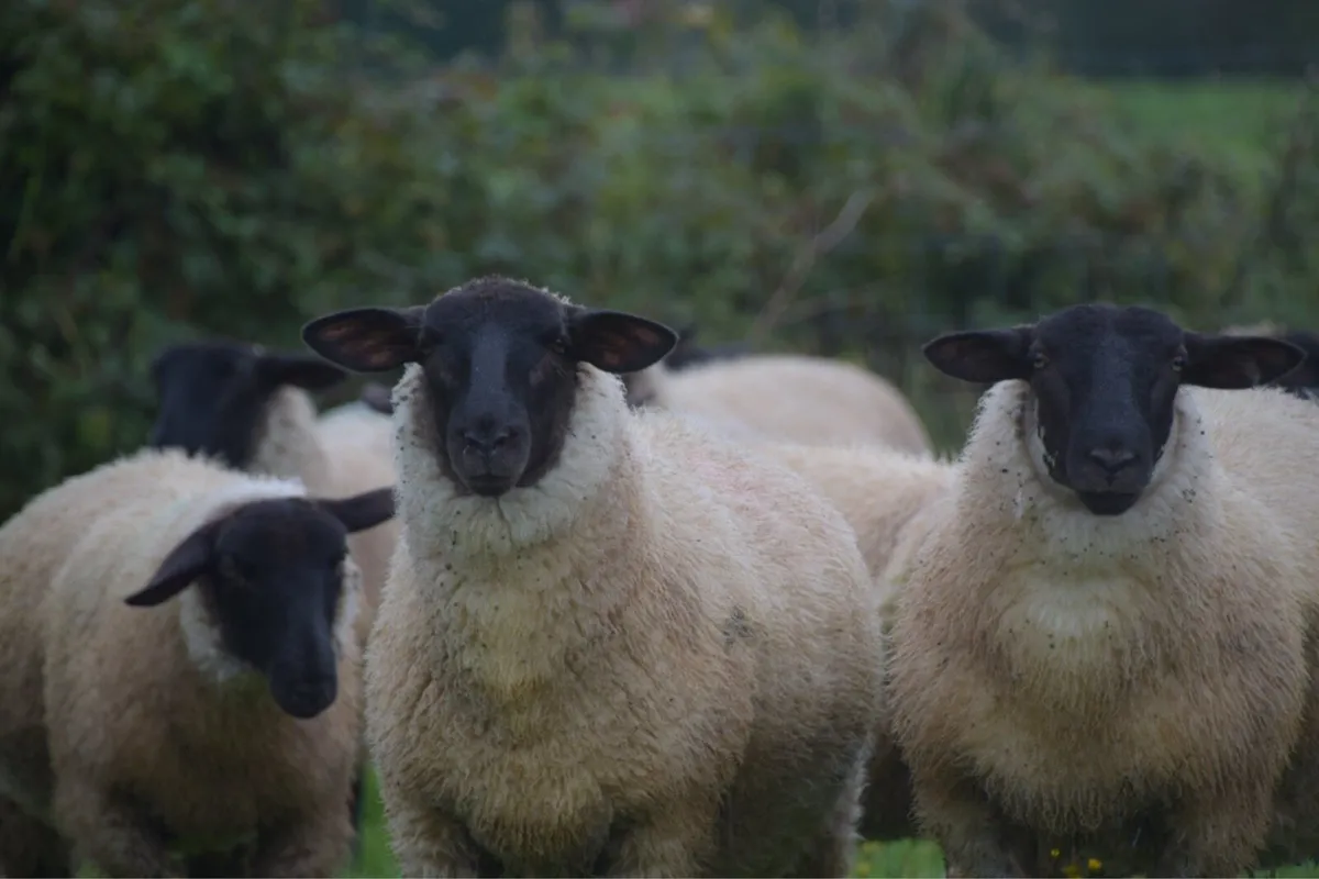 Suffolk Ewe Lambs - Image 2