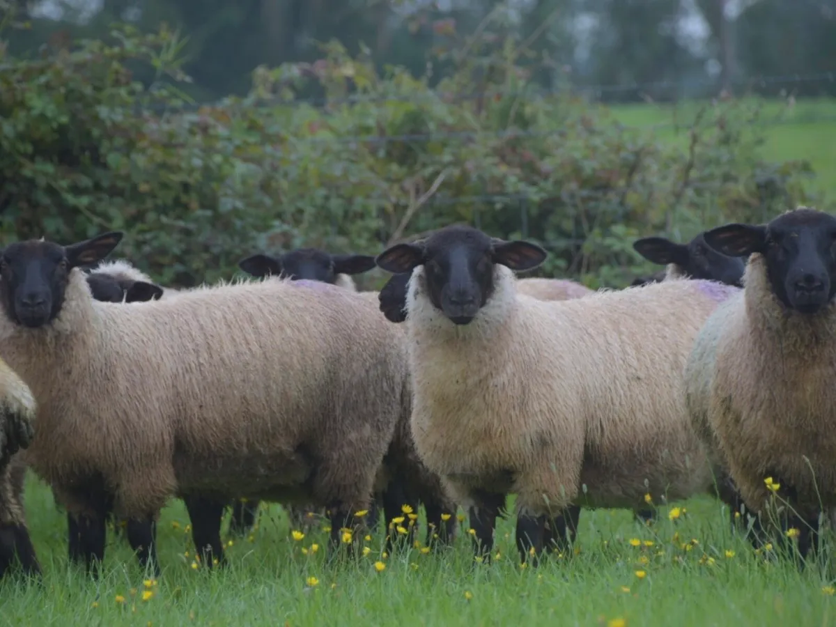 Suffolk Ewe Lambs - Image 1