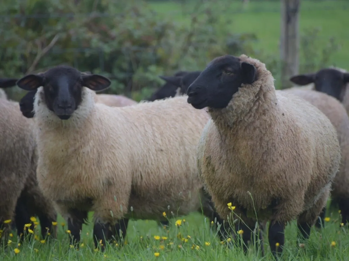Suffolk Ewe Lambs - Image 3