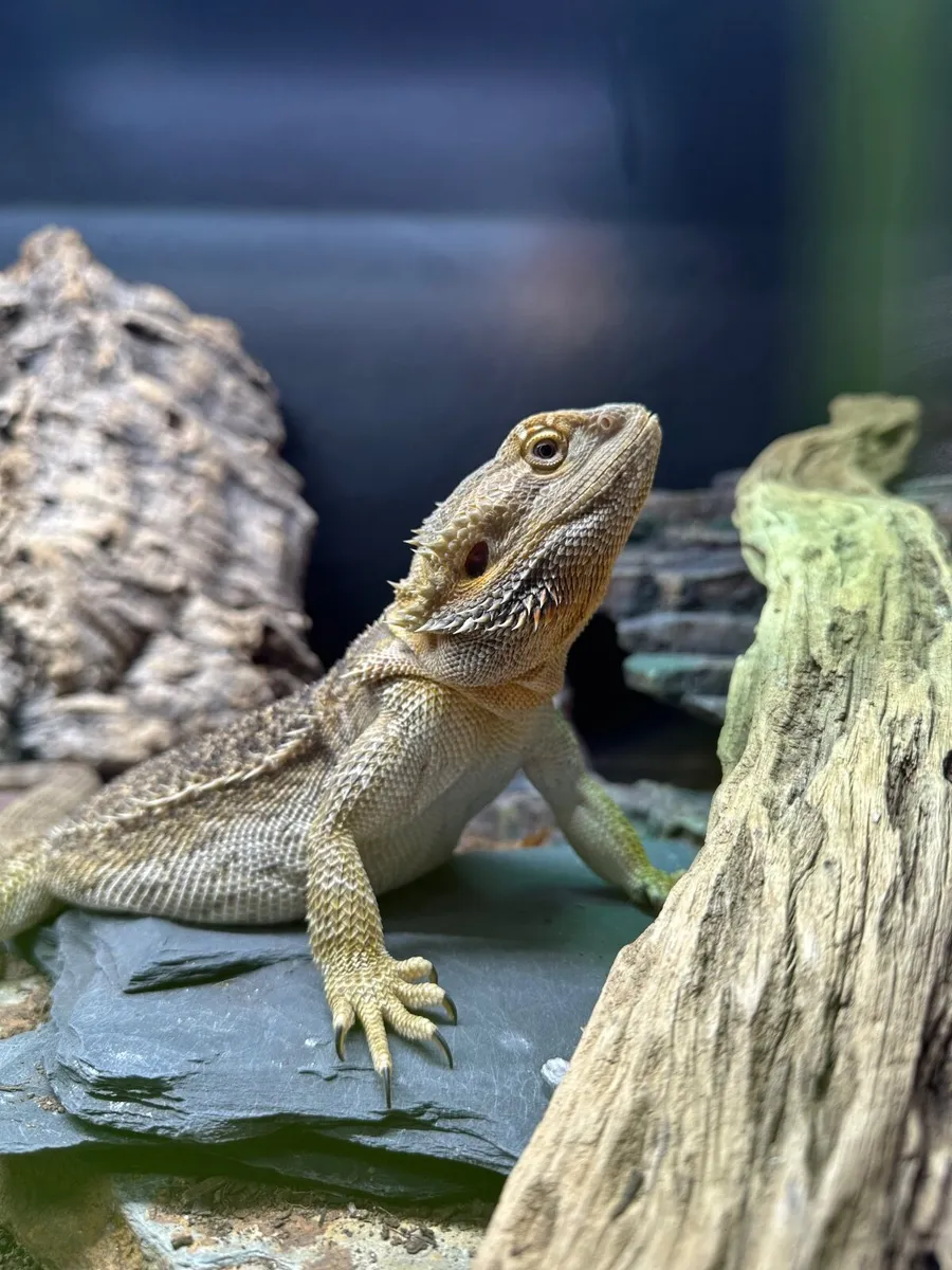 Bearded Dragon (Female) - Image 2