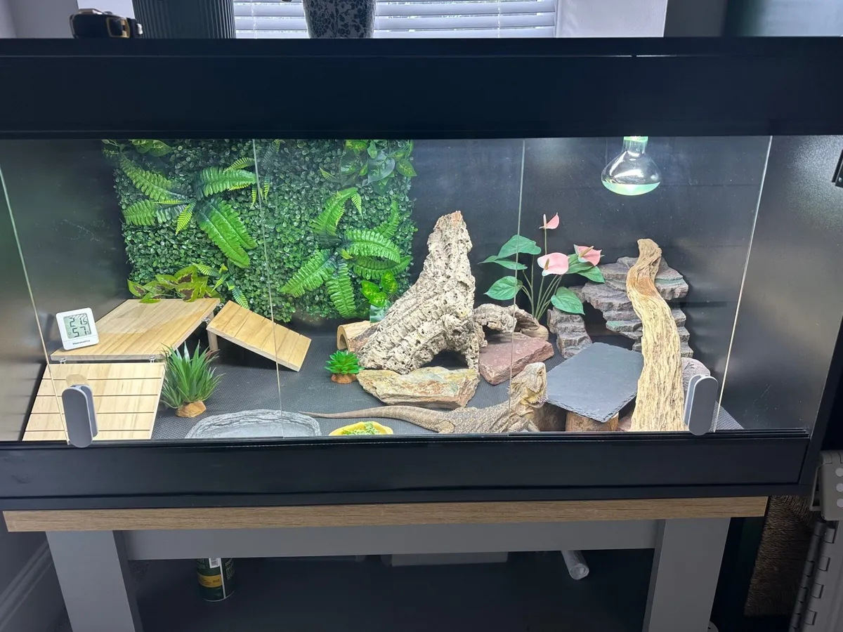 Bearded Dragon (Female) - Image 3