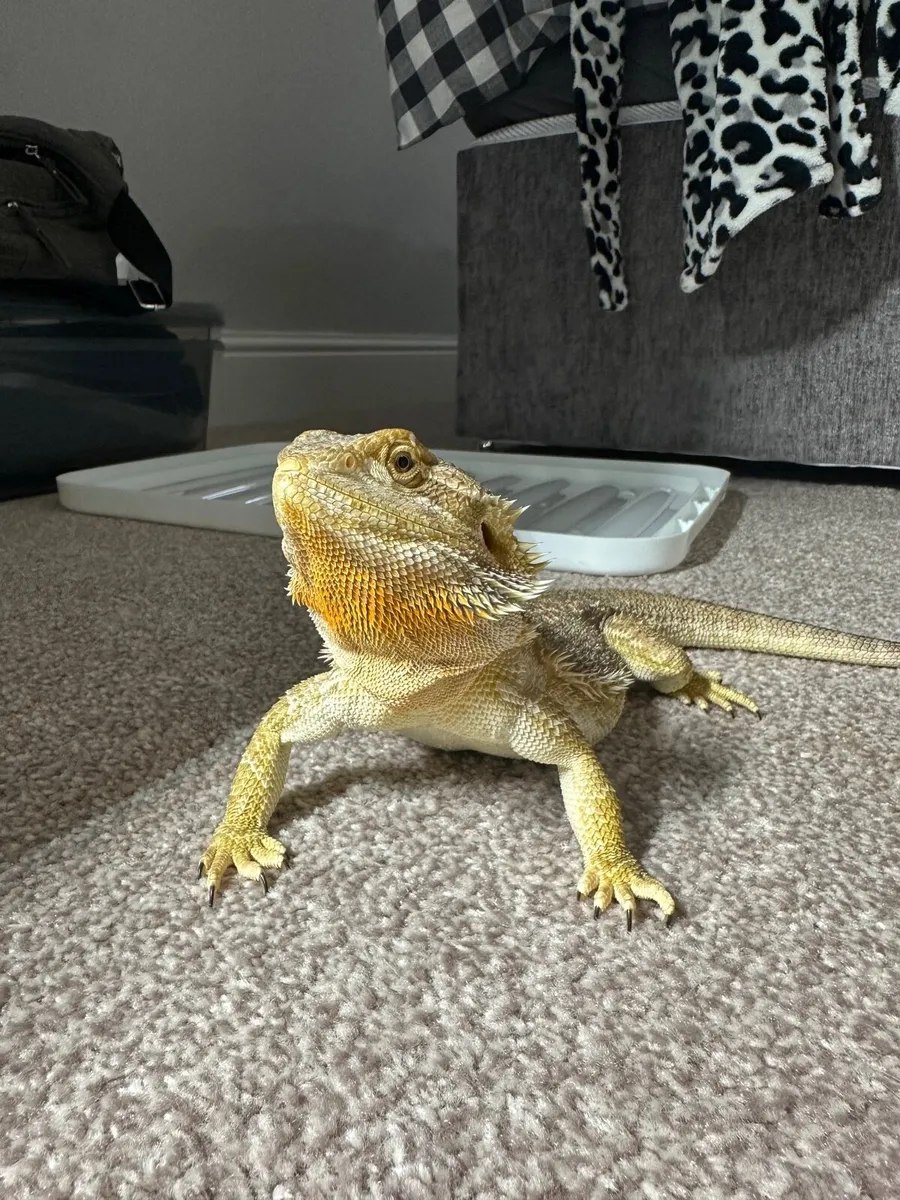 Bearded Dragon (Female) - Image 1