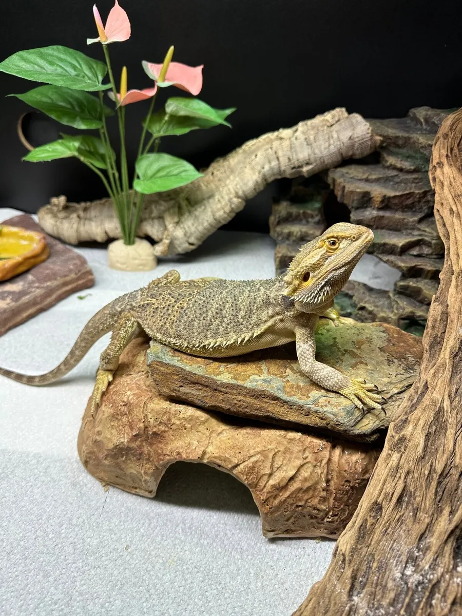 Bearded Dragon (Female) - Image 4