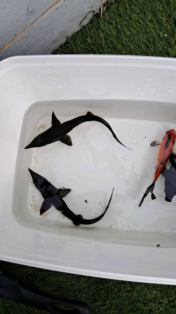 Sturgeon